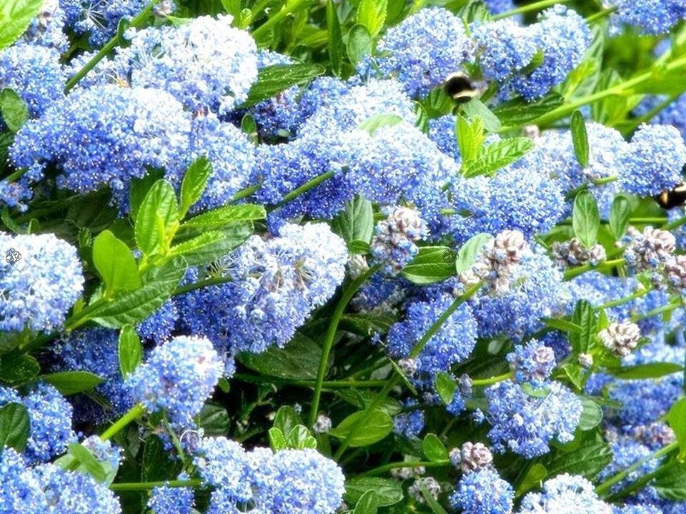 Prusznik Victoria Ceanothus P9