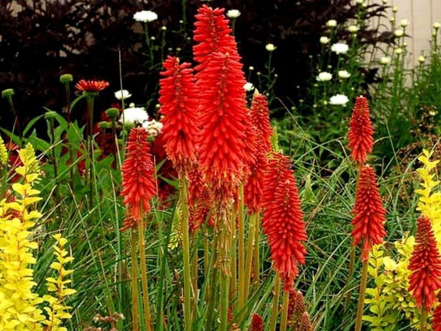 Trytoma Red Hot Popsicle Kniphofia P9