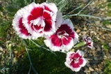 Goździk Alwooda Alice Dianthus allwoodii C3