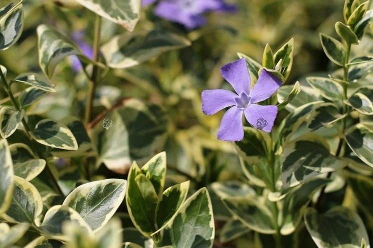 Barwinek większy Variegata Vinca major P9