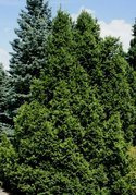 Świerk pospolity Will's Zwerg Picea abies C2