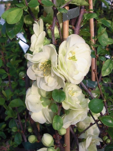 Pigwowiec okazały Kinshiden Chaenomeles speciosa C2