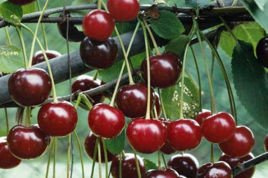 Wiśnia Łutówka Prunus cerasus