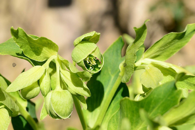 Ciemiernik biały Helleborus niger P9