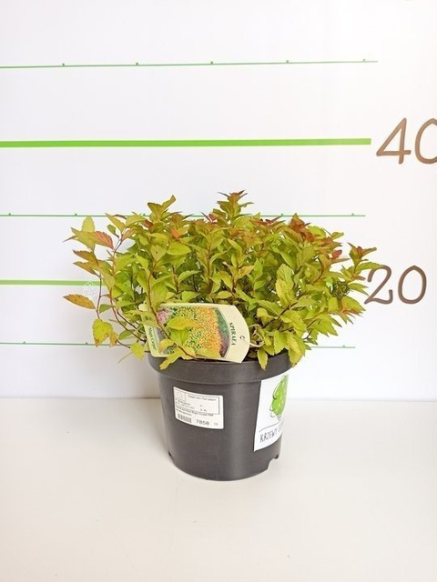 Tawuła japońska Magic Carpet PBR Spiraea japonica C2
