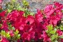 Azalia japońska Muttertag Rhododendron obtusum C2