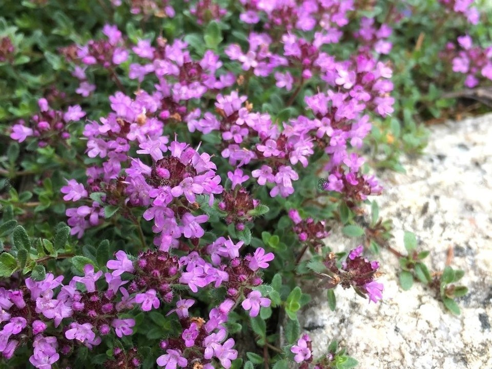 Macierzanka cytrynowa Doone Valley Thymus Citriodorus P9