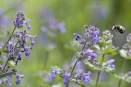 Kocimiętka Faassena Walker's Low Nepeta faassenii P9