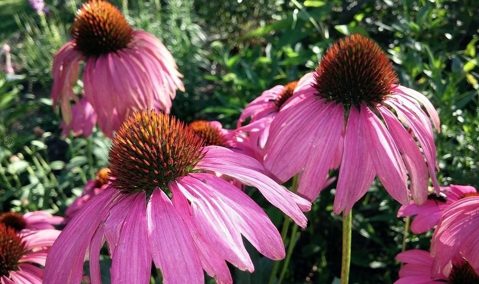 Jeżówka Magnus Echinacea hybrida P9