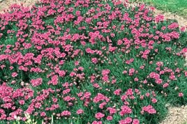 Zawciąg nadmorski Splendens Armeria maritima C3