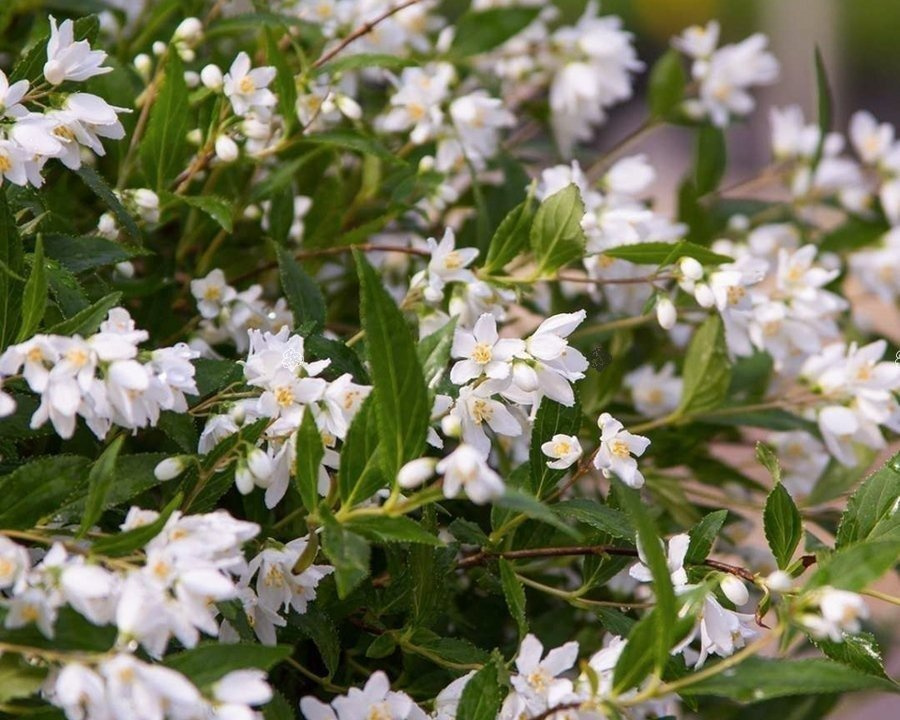 Żylistek karłowy Yuki Snowflake PBR Deutzia C3