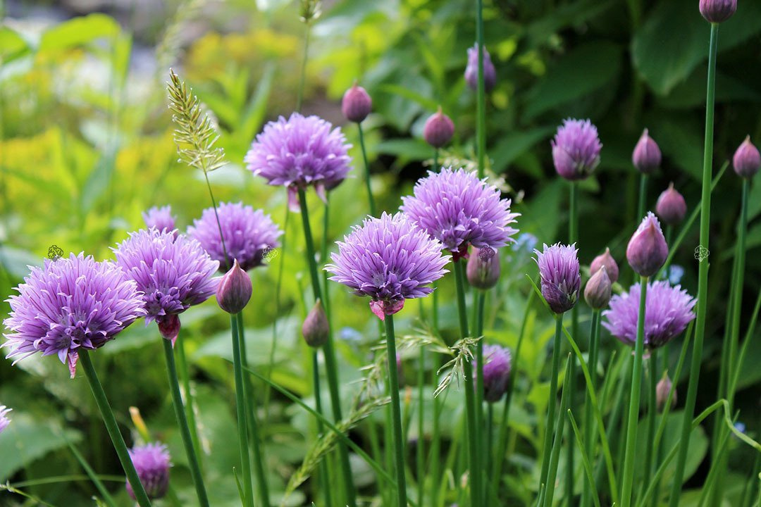 Czosnek szczypiorek Allium schoenoprasum P9
