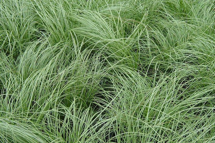 Turzyca włosowa Frosted Curls Carex comans P9