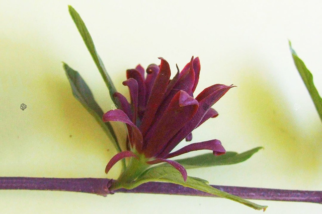 Kielichowiec wonny Calycanthus floridus C2