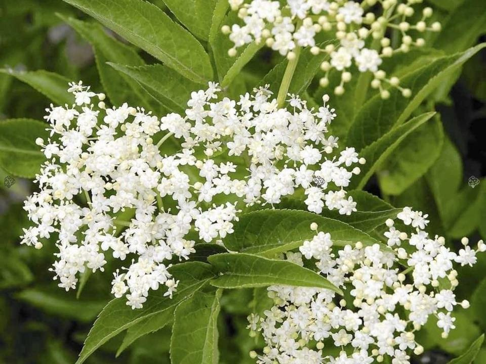 Bez czarny Sampo Sambucus nigra C2