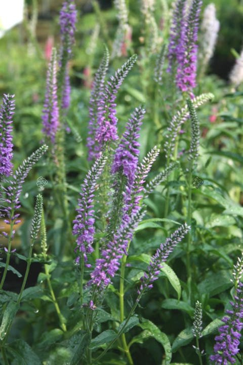 Przetacznik długolistny Eveline Veronica longifolia C2