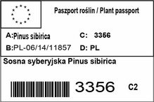 Sosna syberyjska Pinus sibirica