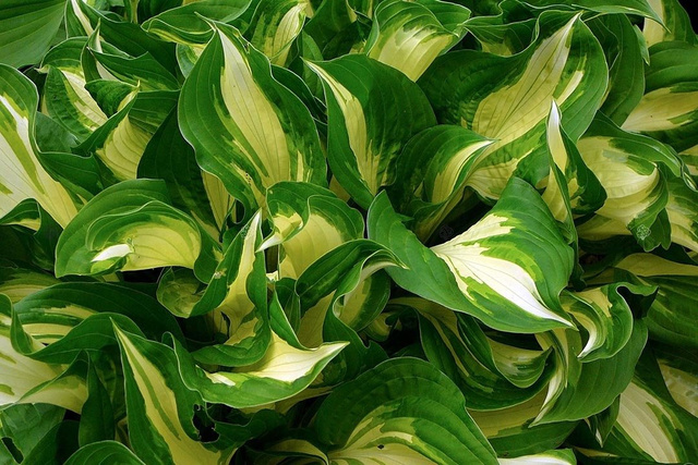 Funkia American Sweetheart Hosta C3
