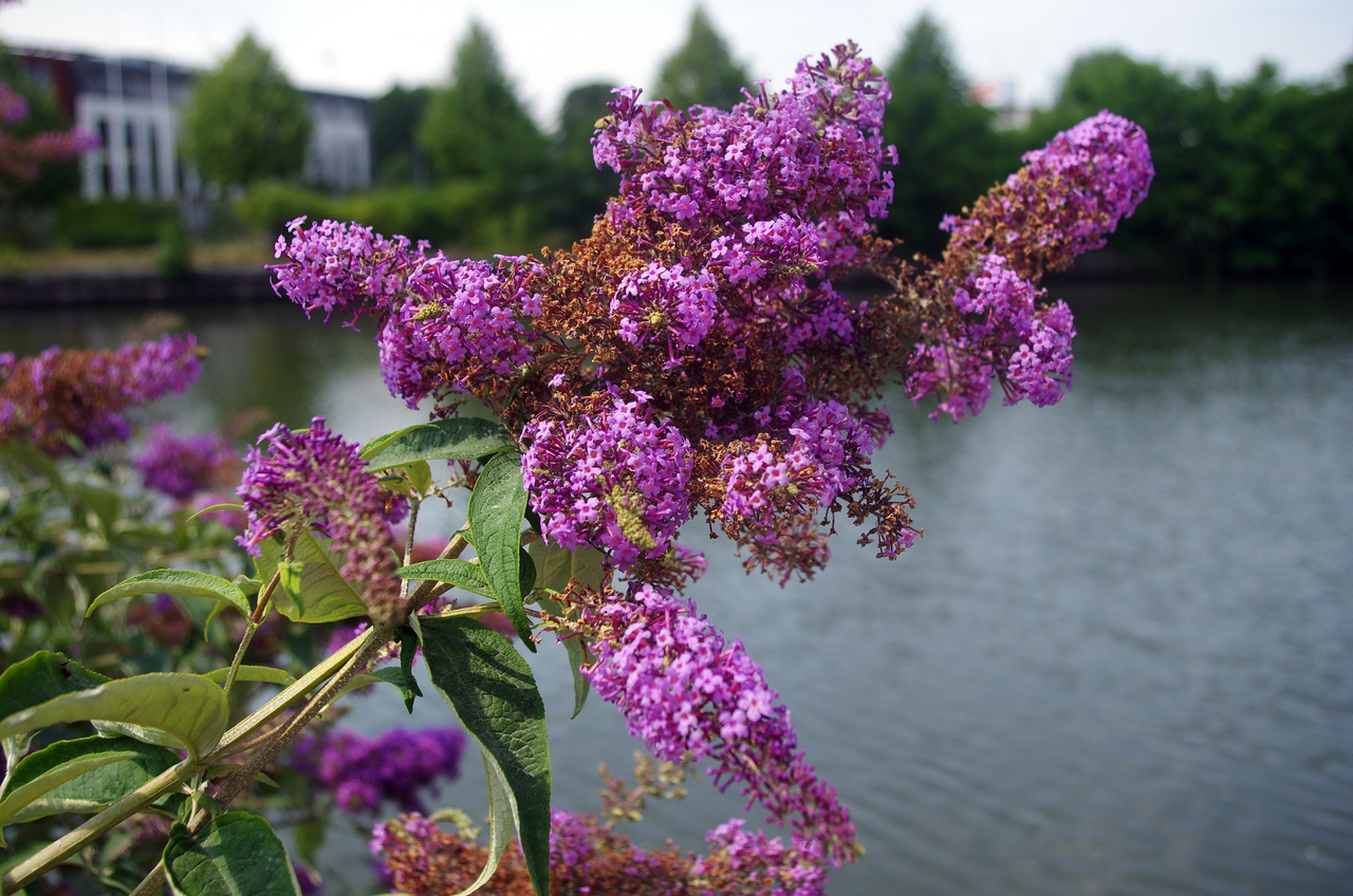 Budleja Davida Royal Red Buddleja davidii C2