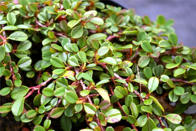 Irga płożąca Streib's Findling Cotoneaster procumbens C2