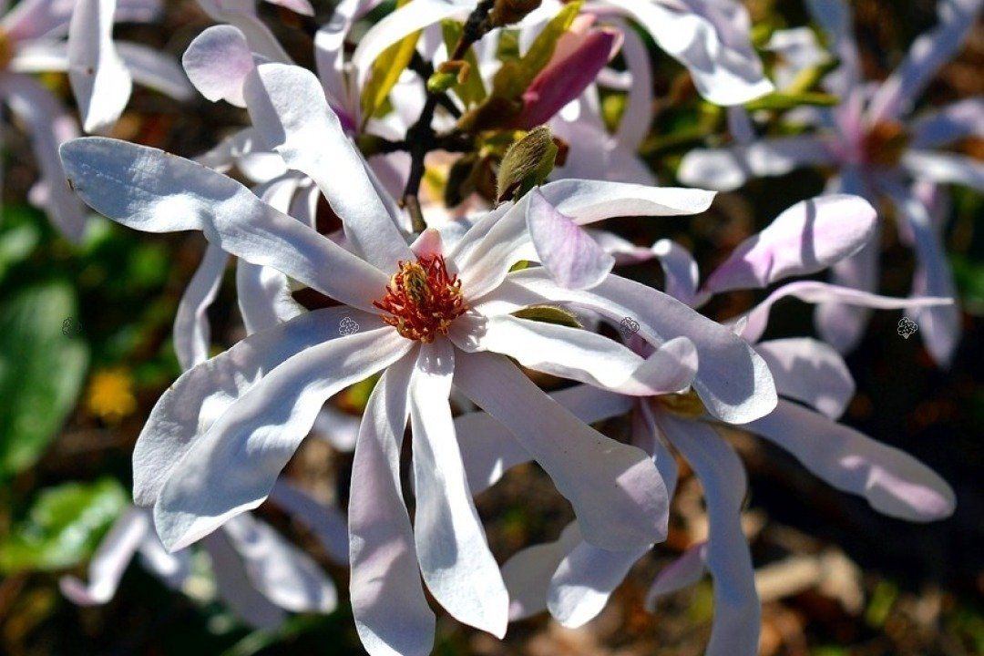 Magnolia gwiaździsta Rosea Magnolia stellata C2