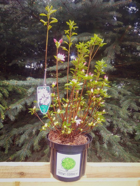 Azalia japońska Roehr's Peggy Ann Rhododendron obtusum C2