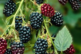 Jeżyna bezkolcowa Black Satin Rubus fruticosus C2