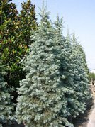 Jodła jednobarwna kalifornijska Argentea Abies concolor C2