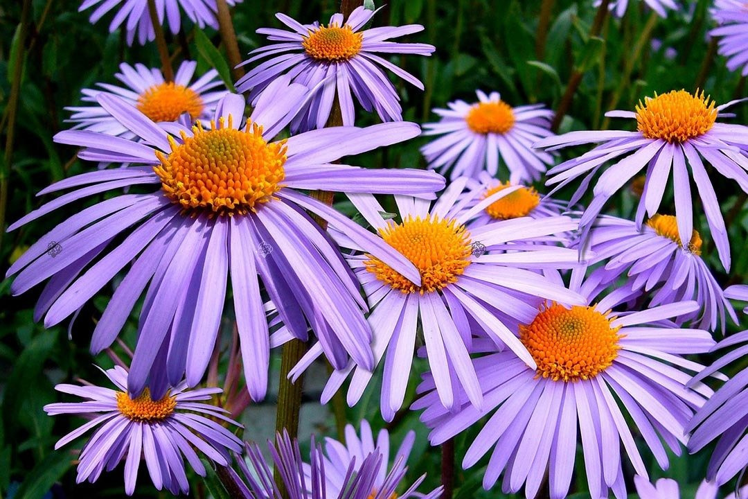 Aster gawędka Blue King Aster amellus C3
