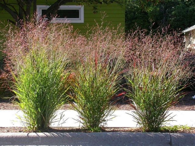 Proso rózgowate Rotstrahlbusch Panicum virgatum C2
