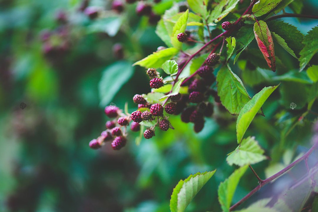 Jeżyna bezkolcowa Gazda Rubus fruticosa C2