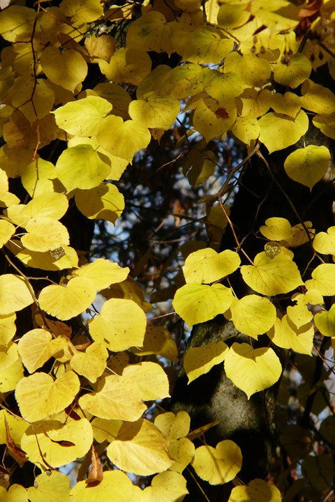 Lipa drobnolistna Tilia cordata