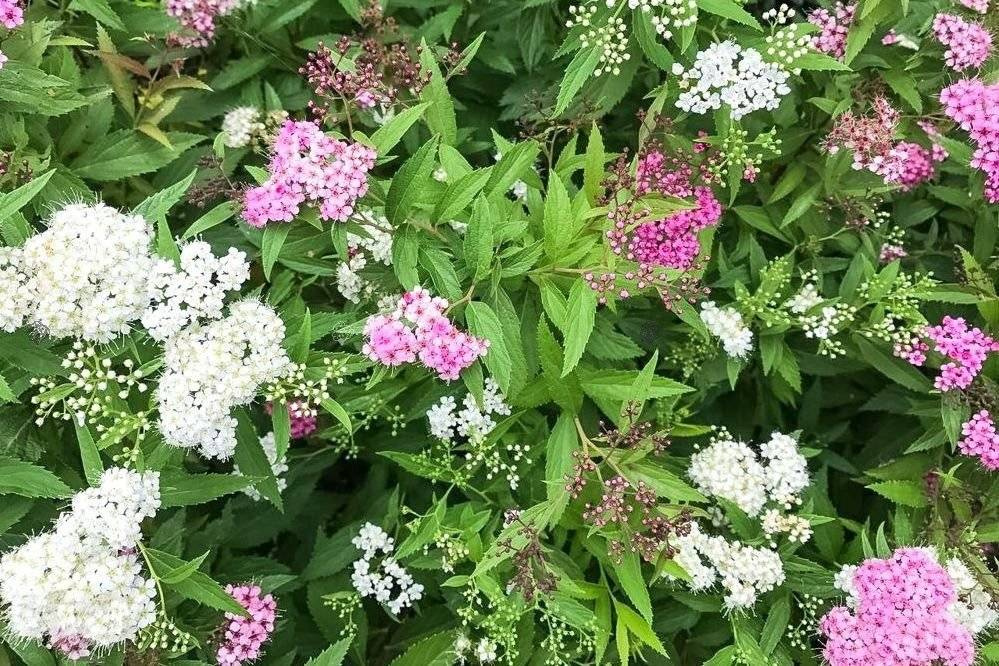 Tawuła japońska Genpei Shirobana Spiraea japonica P9