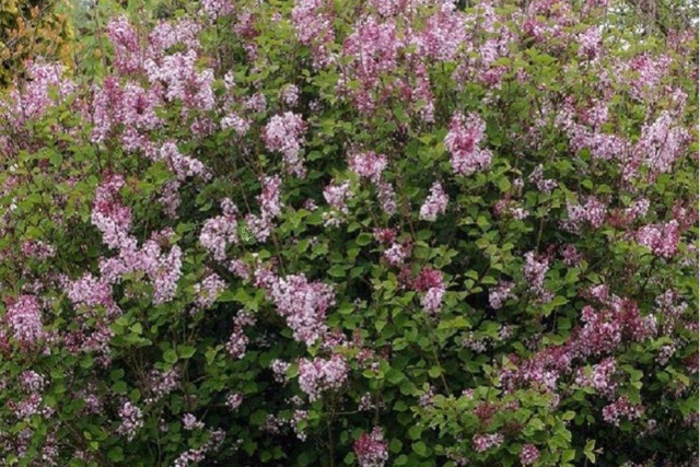 Lilak Josee Syringa
