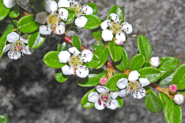 Irga pozioma Cotoneaster horizontalis C2