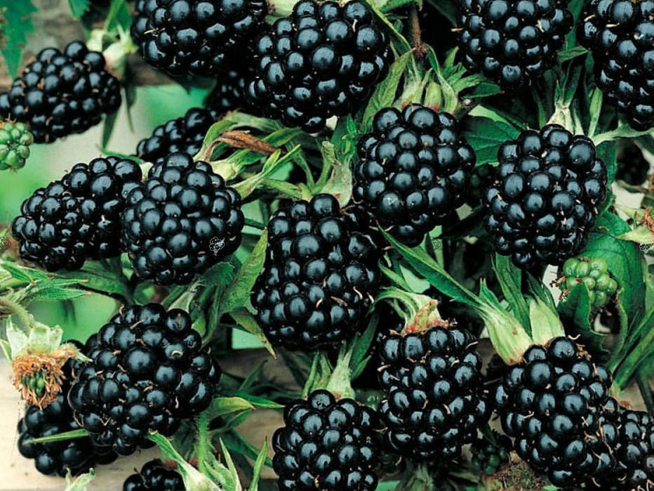 Jeżyna bezkolcowa Reuben Rubus fruticosus C2
