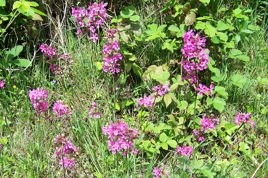Firletka smółka Plena Lychnis viscaria C2