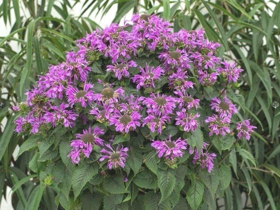 Pysznogłówka Bee Pretty Monarda C1