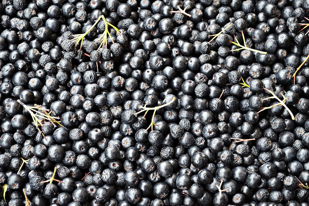 Aronia czarnoowocowa Aronia melanocarpa C2