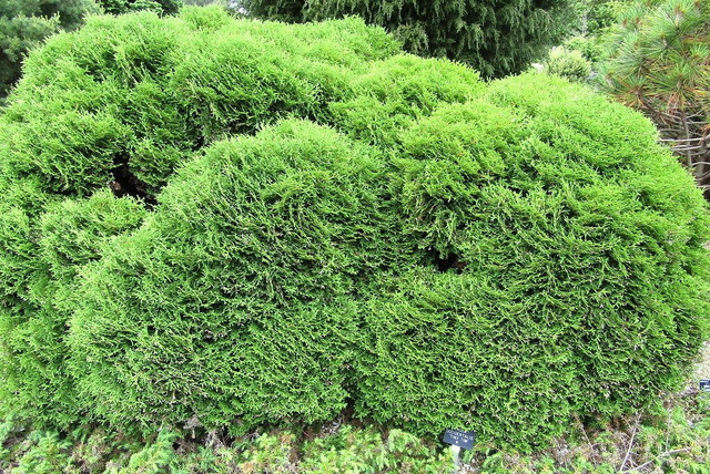 Tuja Tiny Tim Thuja occidentalis P9