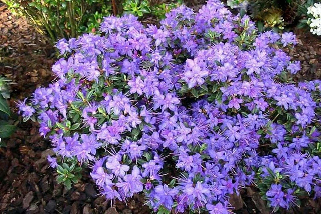 Różanecznik karłowy St. Merryn Rhododendron impeditum C1,5