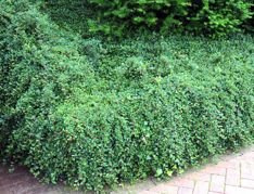 Irga Dammera Mooncreeper Cotoneaster dammeri C2