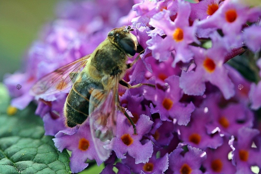 Budleja Davida Ile de France Buddleja davidii P9
