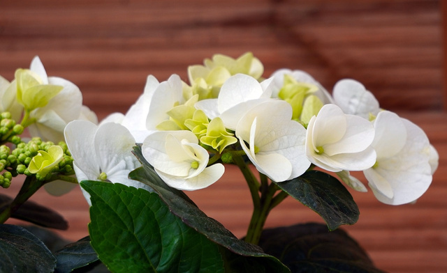 Hortensja ogrodowa Pax Hydrangea macrophylla P9