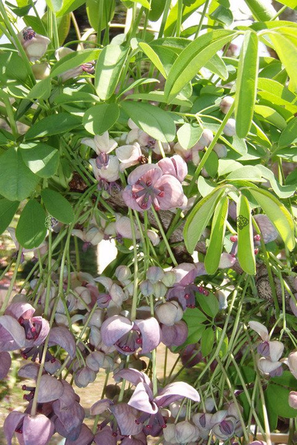 Akebia pięciolistkowa Akebia quinata C2