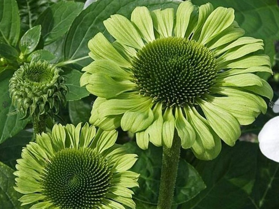 Jeżówka Green Jewel Echinacea P9