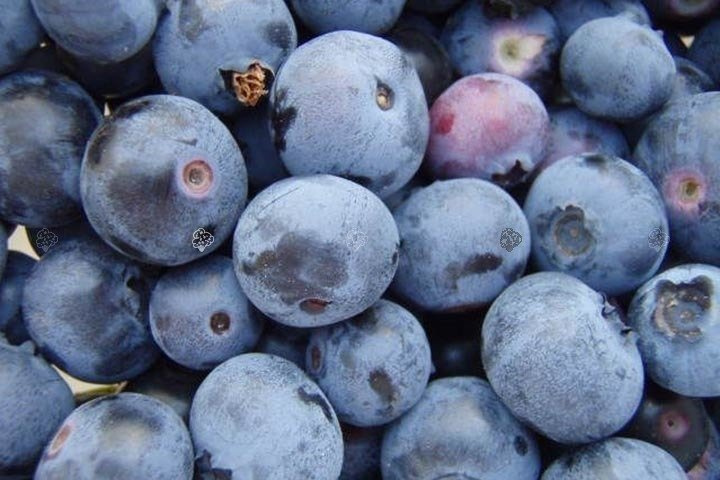 Borówka amerykańska Chandler Vaccinium corymbosum P9