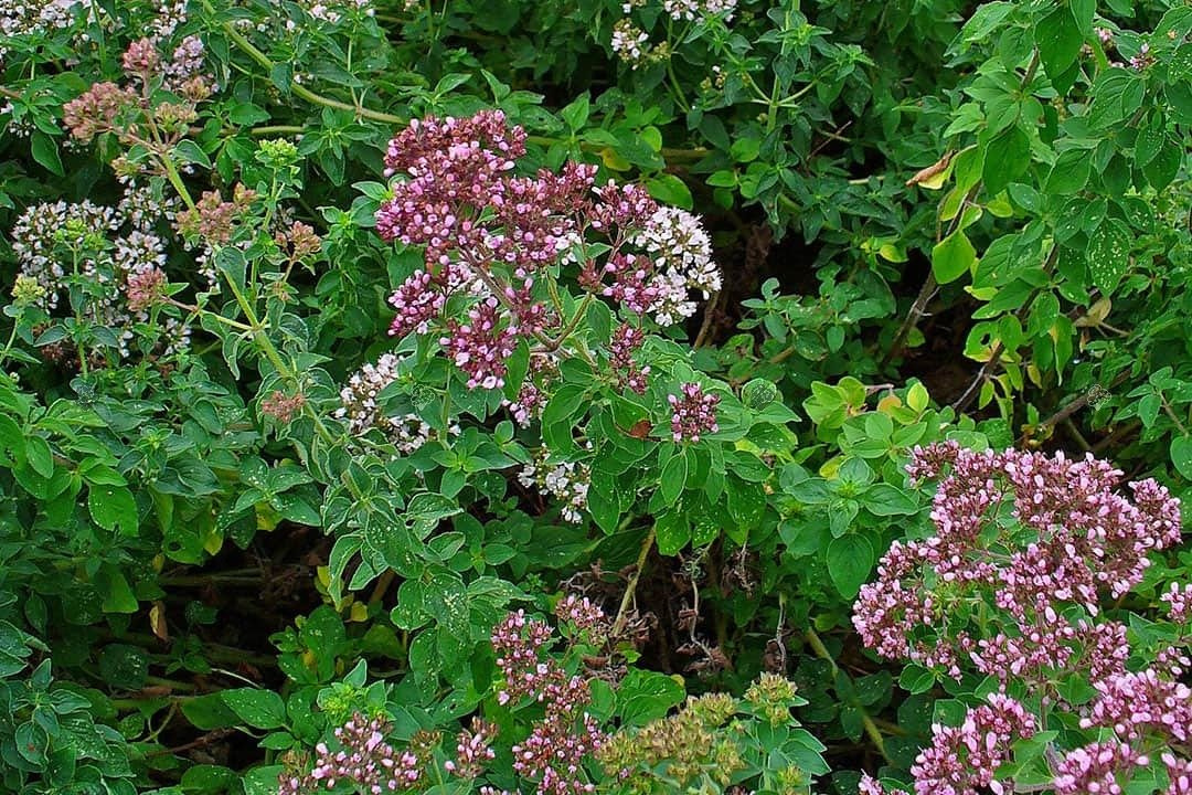 Lebiodka pospolita Origanum vulgare P9