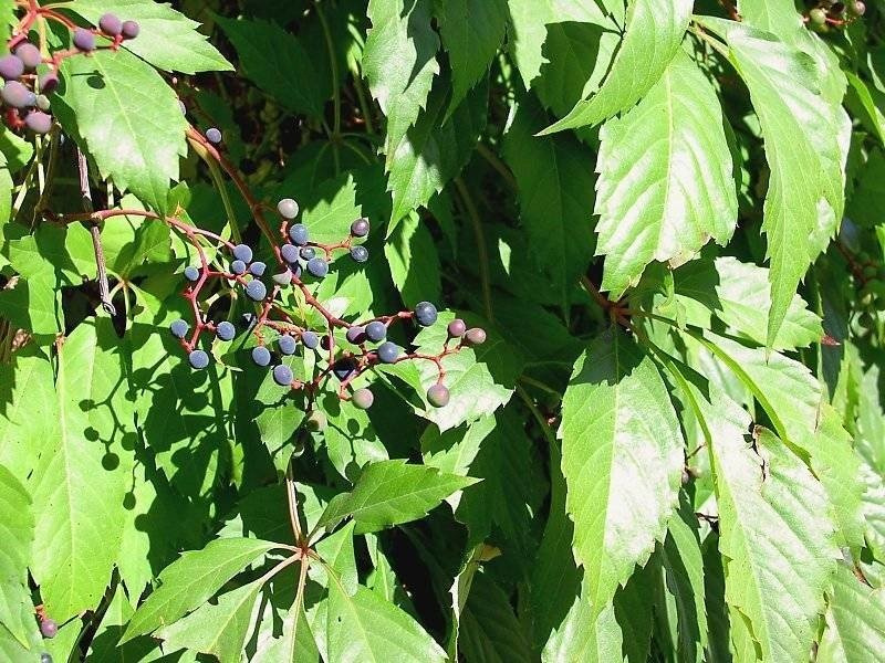 Winobluszcz pięciolistkowy Engelmannii Parthenocissus quinquefolia var.engelmannii C2