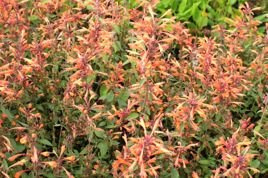 Kłosowiec Summer Sunset PBR Agastache C2
